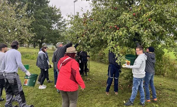 Das Foto zeigt Jugendliche beim Äpfel einsammeln